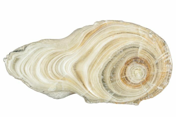 Polished Aragonite Stalactite Slice - Morocco #288630